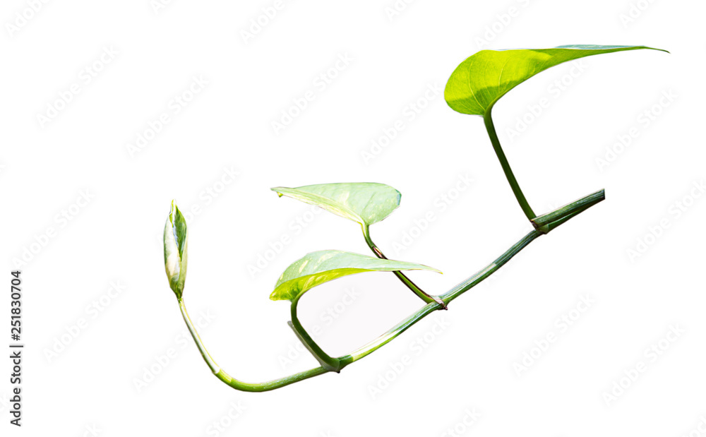 Green centipede tongavine on white background. Green centipede tongavine on white background.