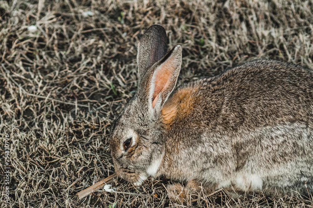 Rabbit Rabbit