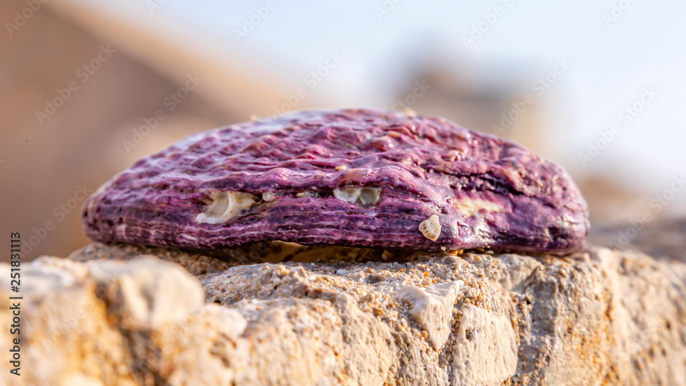 Large pink shell with small interspersed shells on sandstone close up Large pink shell with small interspersed shells on sandstone close up