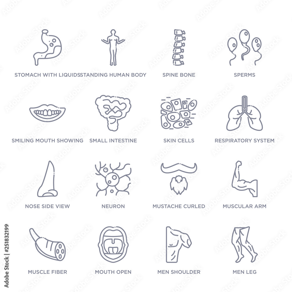 set of 16 thin linear icons such as men leg, men shoulder, mouth open ...