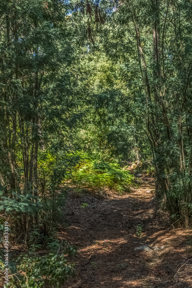 View of archaic path in the middle of the forest of eucalyptus and brake fern plant View of archaic path in the middle of the forest of eucalyptus and brake fern plant