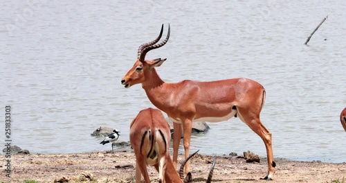 impala in the savannah, park kruger south africa