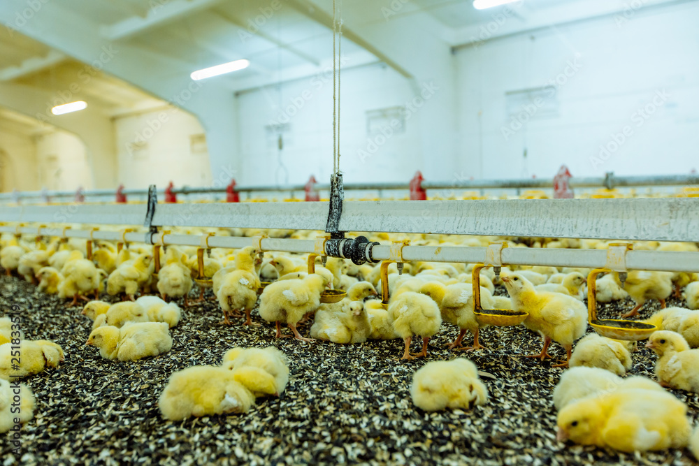 Indoors chicken farm, chicken feeding. Group of young chicken Stock