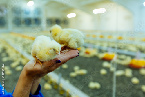 Canvas Print Two young chicks in hands of farmer