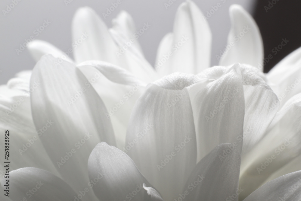 Fototapeta Płatki biały kwiat chryzantemy zbliżenie na jasnym tle