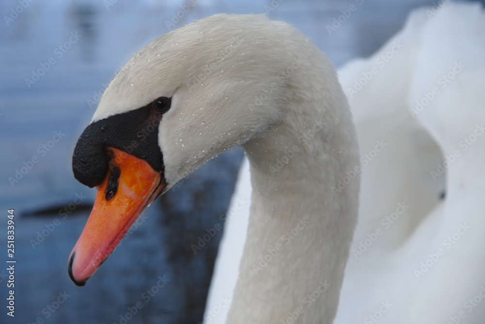 Obraz premium Schwan mit Wasserperlen bei diffusem Licht