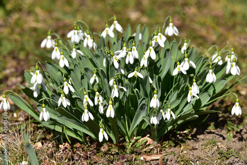 Schneeglöckchen - Galanthus