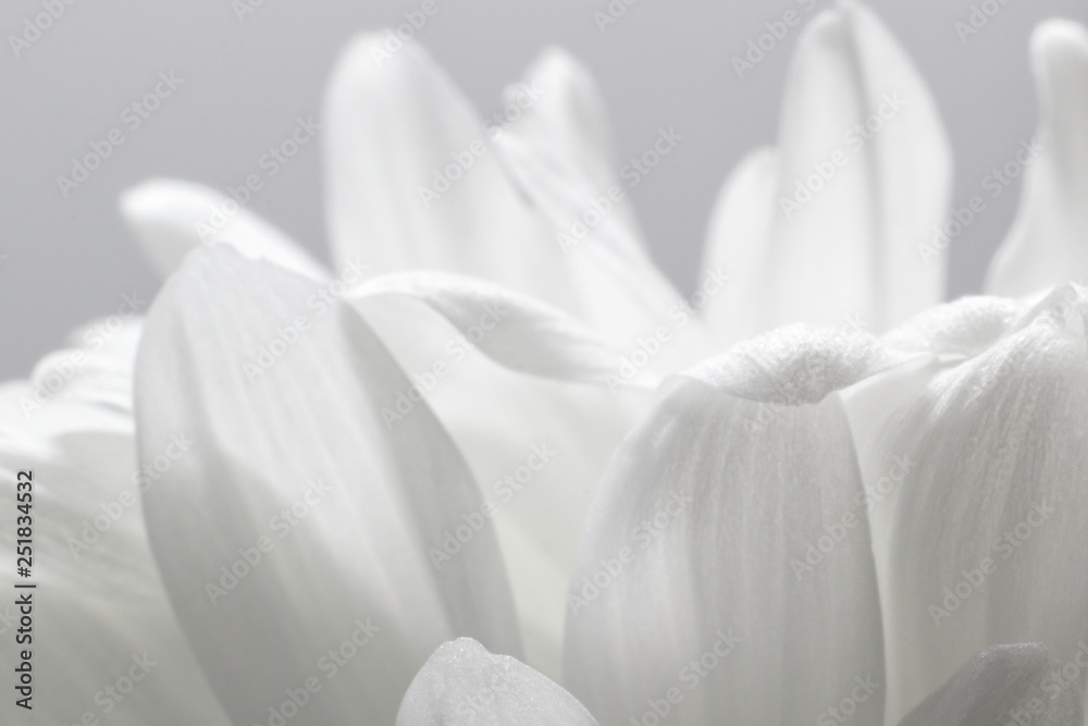Fototapeta Płatki biały kwiat chryzantemy zbliżenie na jasnym tle