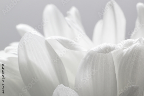 Fototapeta Naklejka Na Ścianę i Meble -  Petals white Chrysanthemum flower close-up on light background