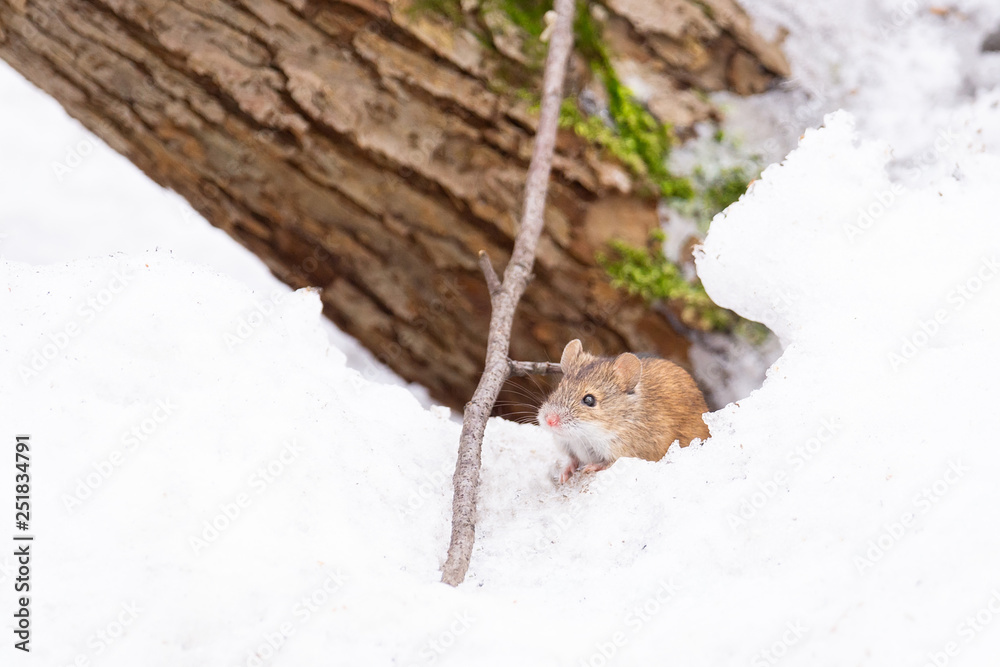 mouse snow winter