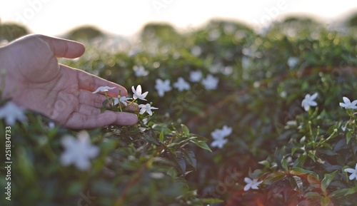 Hand touch a blooming white flower at the garden.