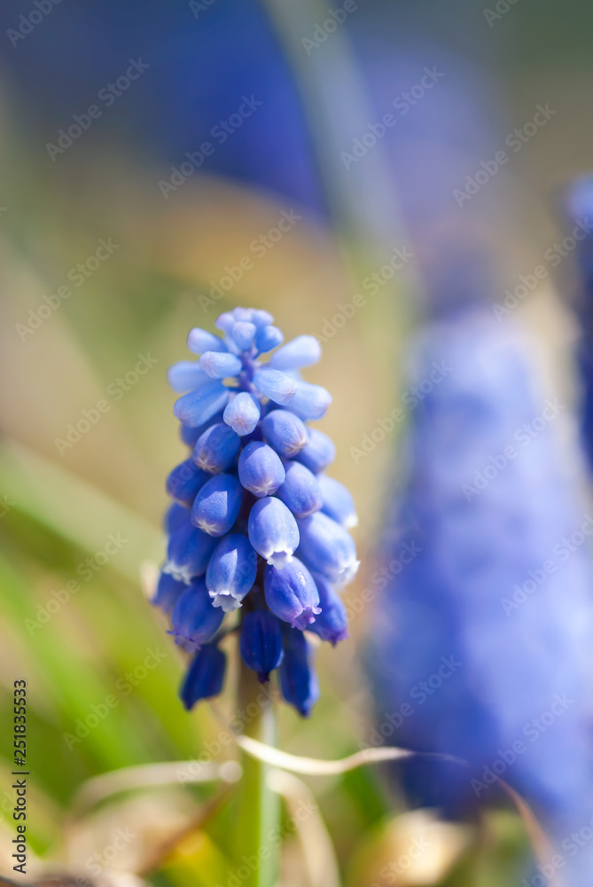 Blue grape hyacinth flowers bloom in early spring. Blue grape hyacinth flowers bloom in early spring.