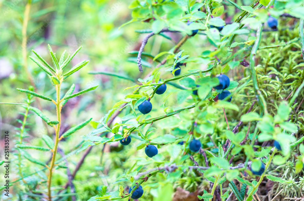 Blueberry bushes and moss in a forest. Close-up. Blueberry bushes and moss in a forest. Close-up.