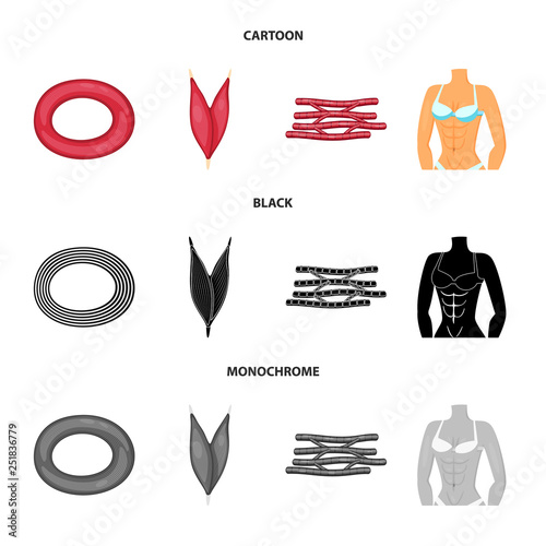 Isolated object of fiber and muscular logo. Set of fiber and body  vector icon for stock.