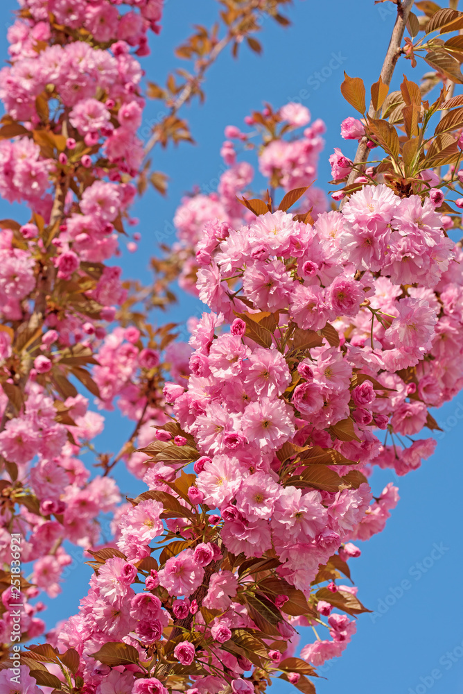 Japanische Blütenkirsche, Prunus serrulata Japanische Blütenkirsche, Prunus serrulata