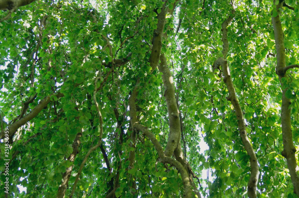 Fototapeta premium Under the tree a hot summer