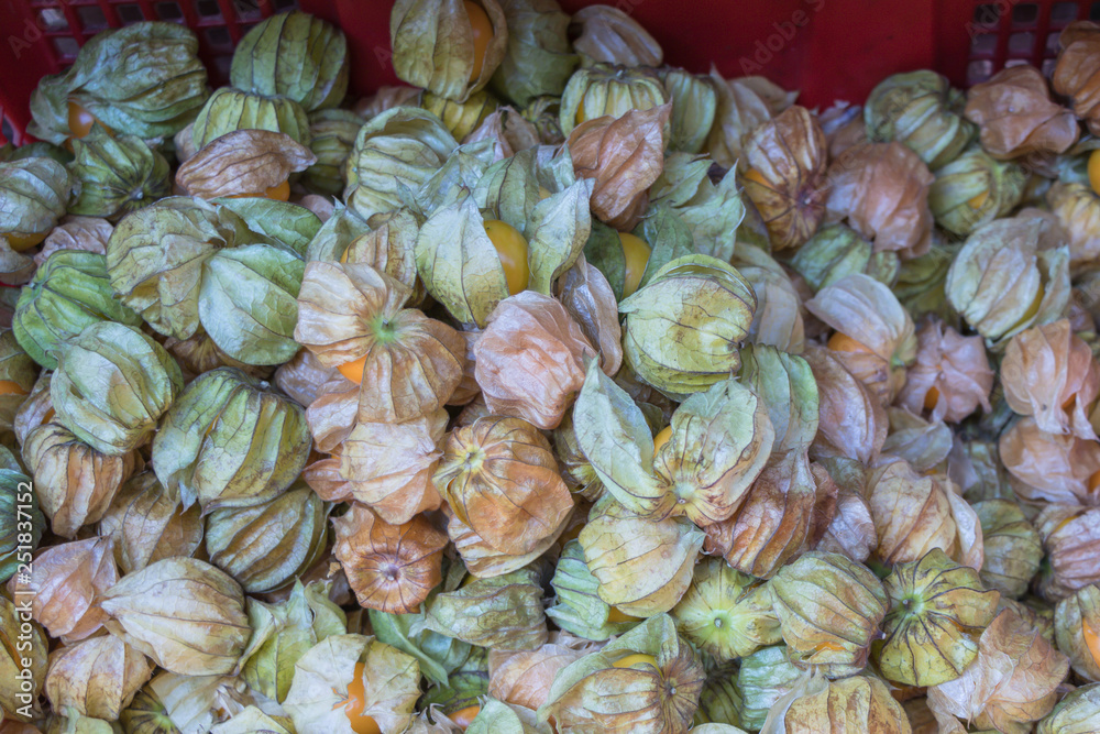 Cape gooseberry fruits (Physalis peruviana)background.Commonly called goldenberry, golden berry, Pichuberry. Cape gooseberry fruits (Physalis peruviana)background.Commonly called goldenberry, golden berry, Pichuberry.
