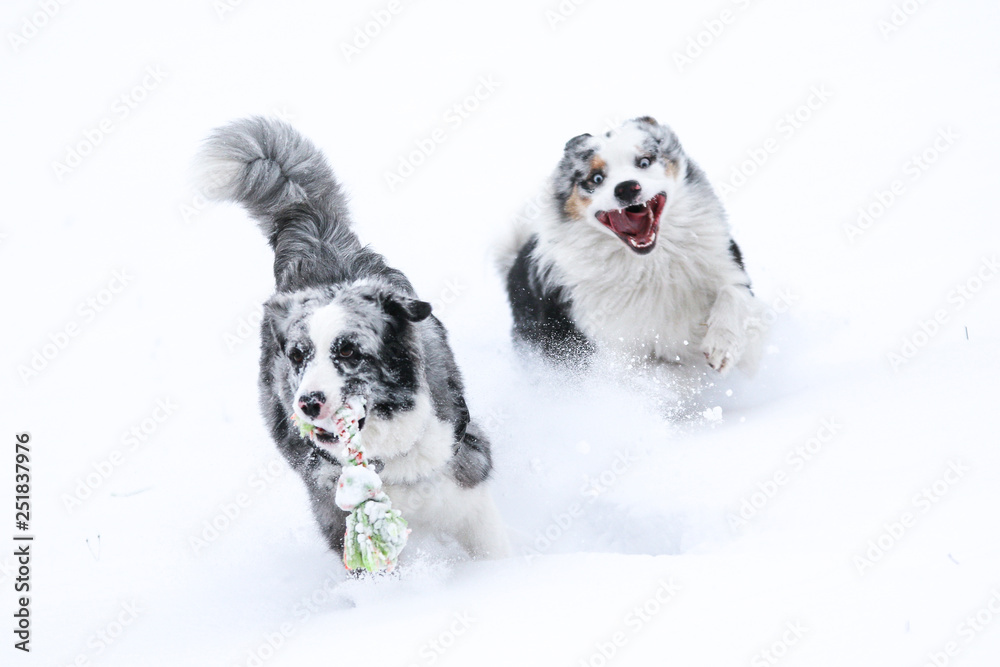 A picture of two chasing australian shepherds during winter. They are fighting for the toy. A picture of two chasing australian shepherds during winter. They are fighting for the toy.