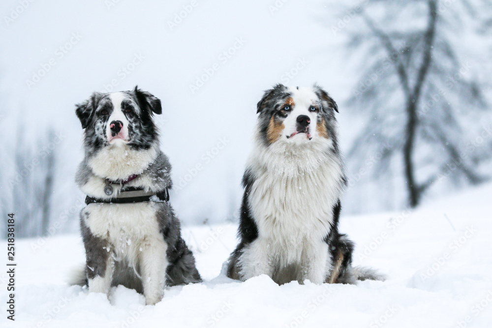 The portrait of two cute australian shepherds during winter. They enjoy the snow and cold weather. They are also very obedient. 