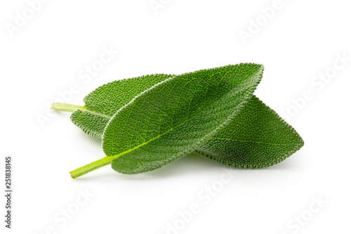 Two whole fresh sage leaves isolated on white.
