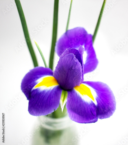 Purple Iris flower on white background