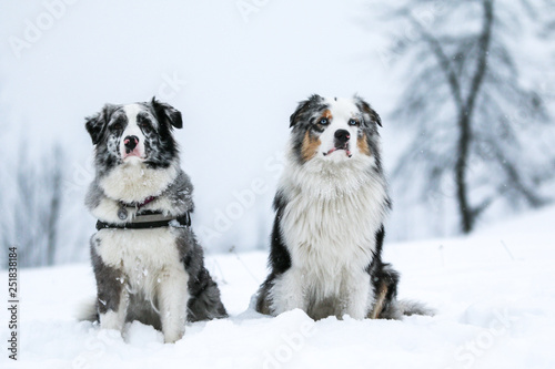 The portrait of two cute australian shepherds during winter. They enjoy the snow and cold weather. They are also very obedient.  © shootingtheworld