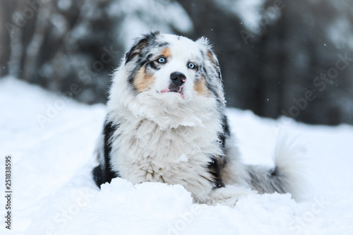The portrait of a cute australian shepherd during winter. He enjoys the snow and cold weather. 