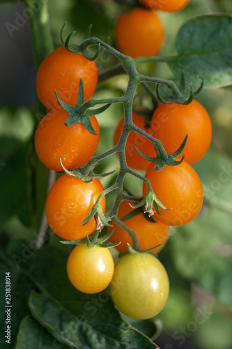 Ripe cherry tomatoes in garden