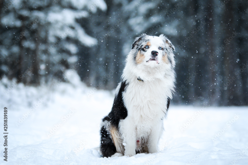 The portrait of a cute australian shepherd during winter. He enjoys the snow and cold weather. The portrait of a cute australian shepherd during winter. He enjoys the snow and cold weather.