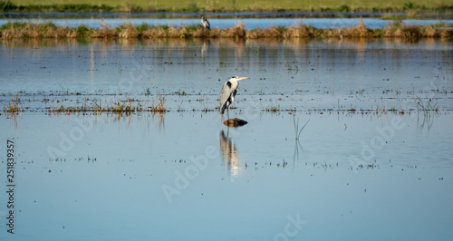 Heron standing in the middle of the lagoon © F.C.G.