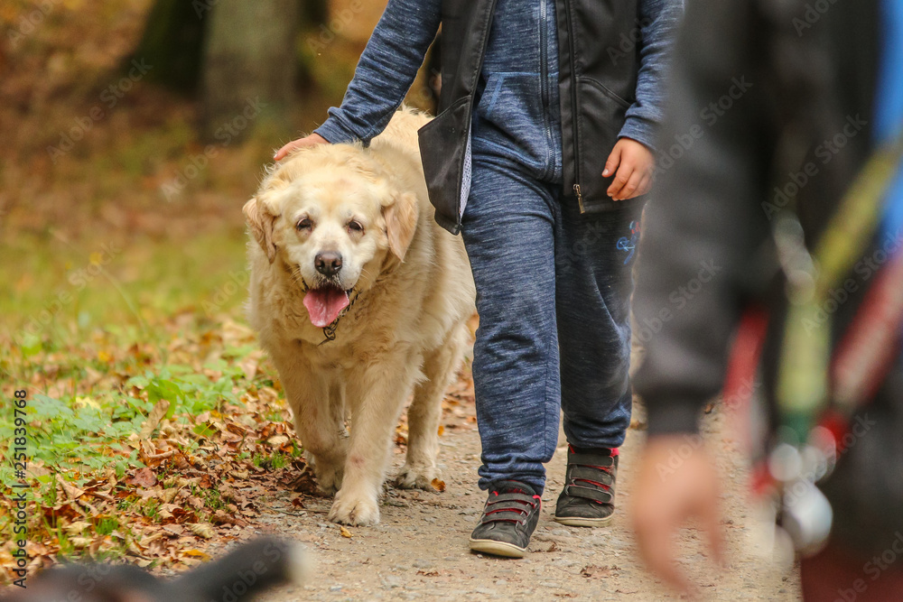 The picture of the old Labrador Retriever with its owner. The dog looks exhausted, as it is old, but it is happy to be outside with his owner. The picture of the old Labrador Retriever with its owner. The dog looks exhausted, as it is old, but it is happy to be outside with his owner.