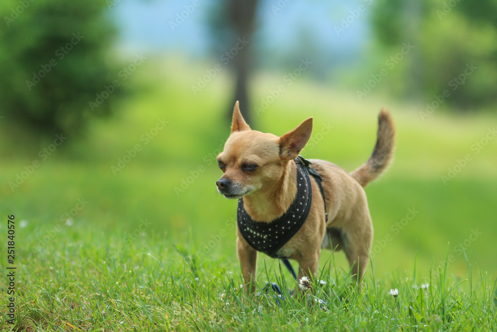 A portrait picture of the chihuahua dog during the walk in the nature. A portrait picture of the chihuahua dog during the walk in the nature.