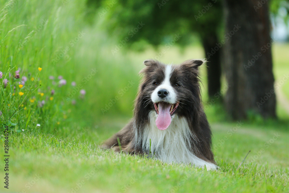 A picture of young male border collie lying on the grass in the countryside. Looks happy and satisfied. 