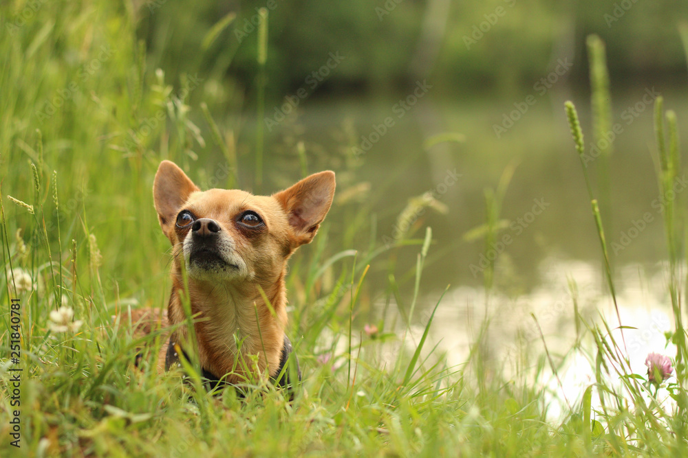 A portrait picture of the chihuahua dog during the walk in the nature. He lies in the grass by the water. 