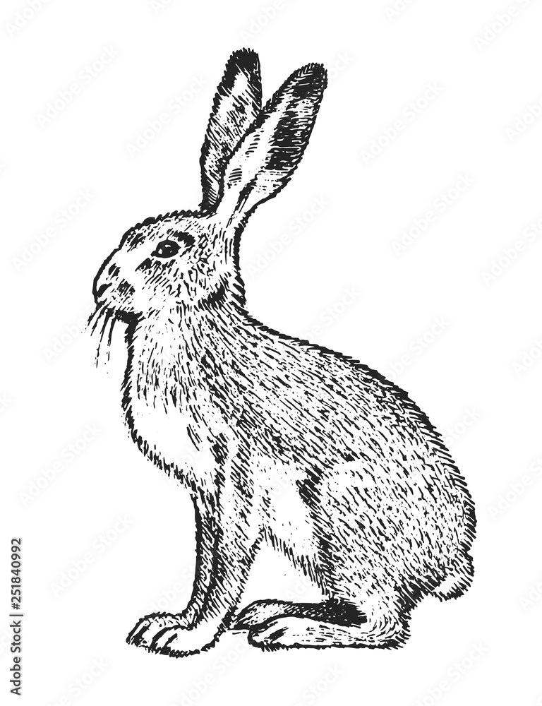 Obraz premium Wild Gray hare, forest animal. Vintage monochrome style. Mammal in Europe. Engraved hand drawn sketch for banner or label.