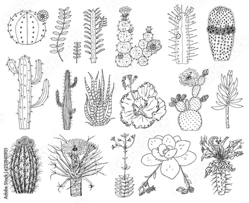 Home cactus plants and flowers. Set of cozy cute elements. Collection of Exotic or tropical succulents with prickles. Engraved hand drawn in old sketch and vintage doodle style.