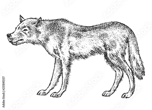 Gray wolf, Wild animal. Symbol of the north and the forest. Vintage monochrome style. Predator in Europe. Engraved hand drawn sketch for banner or label.