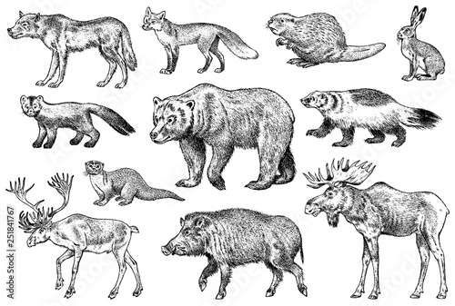 Set of Wild animals. Brown Grizzly Bear Forest Moose Red Fox North Boar Wolf Sable Badger Gray Hare Reindeer River otter. Vintage monochrome Mammal and Predator in Europe. Engraved hand drawn sketch.