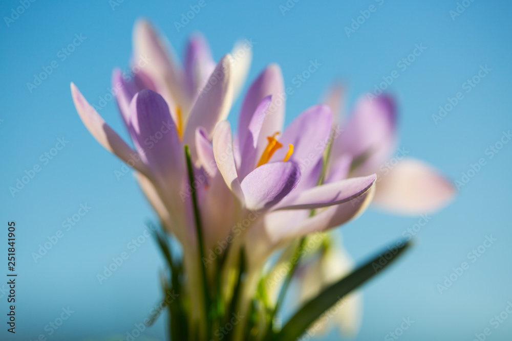 Fototapeta premium Krokusse mit blauem Himmel 
