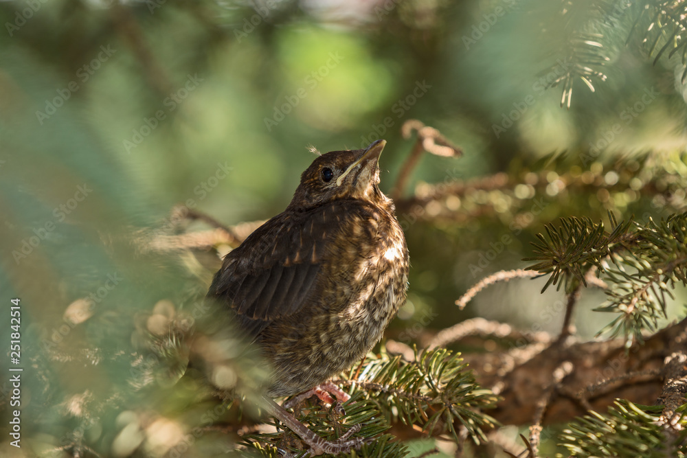 Fototapeta premium young thrush sitting in a tree crown
