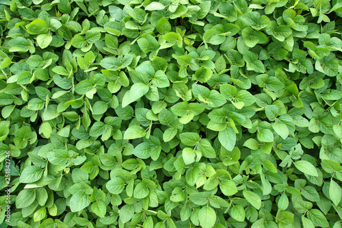 Wallpaper Mural Texture of soybean plants Torontodigital.ca