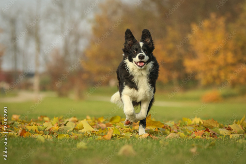 A picture of a young border collie puppy running on the autumn meadow between the fallen leaves. He enjoys the nature and is happy to be outside. 