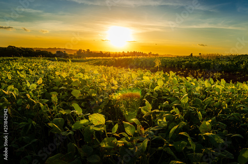 Green field of soy