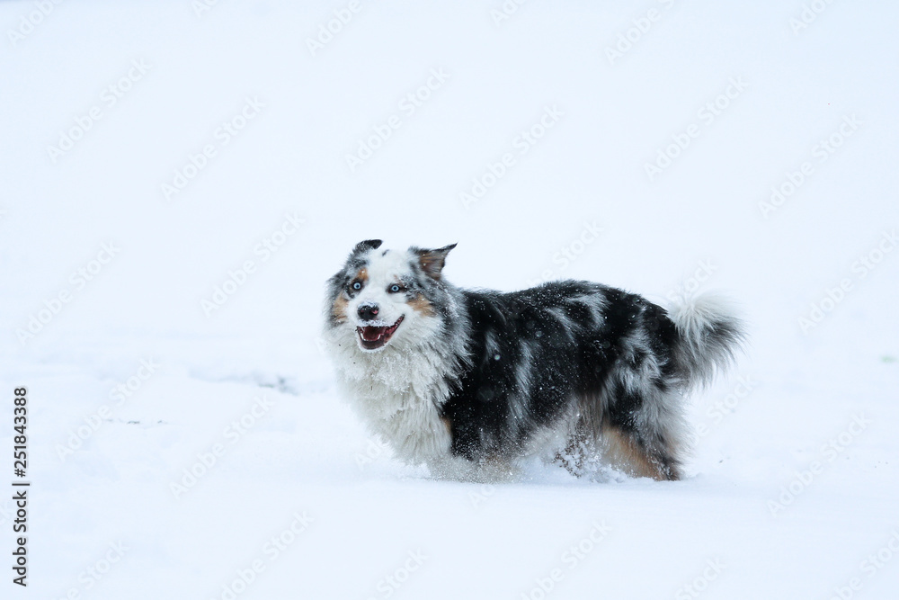 The portrait of a cute australian shepherd during winter, enjoying the snow and cold weather. The portrait of a cute australian shepherd during winter, enjoying the snow and cold weather.