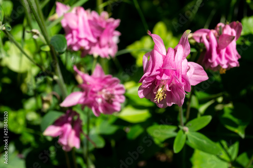 pink / purple columbine flowers