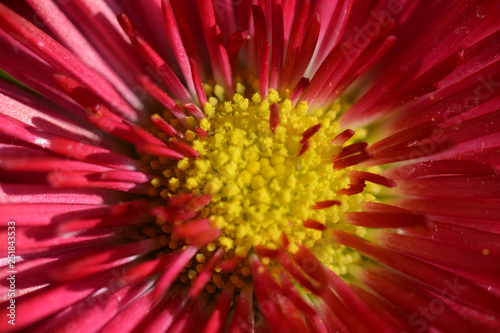 Gänseblümchen - Bellis - Massliebchen - Speedstar Carmine