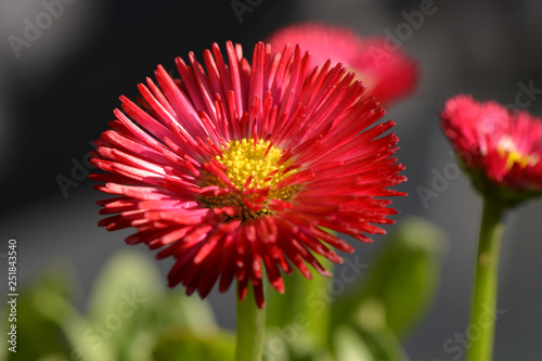 Gänseblümchen - Bellis - Massliebchen - Speedstar Carmine