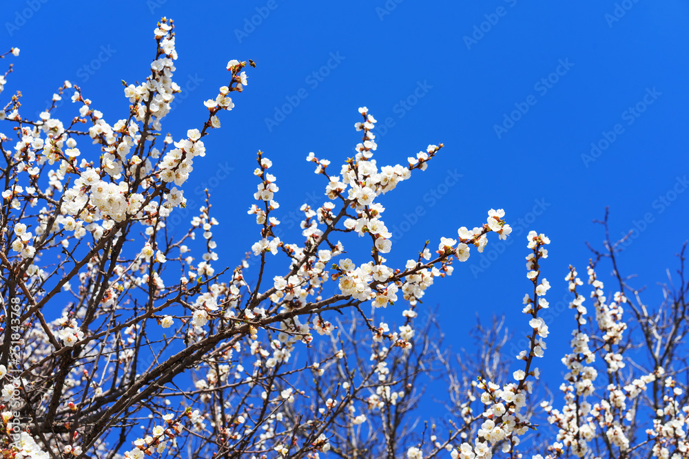 Flowering apple tree on the background of the blue sky with copy space. Flowering apple tree on the background of the blue sky with copy space.