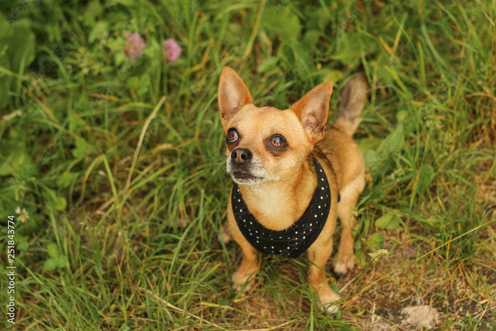 A portrait picture of the chihuahua dog during the walk in the nature. A portrait picture of the chihuahua dog during the walk in the nature.