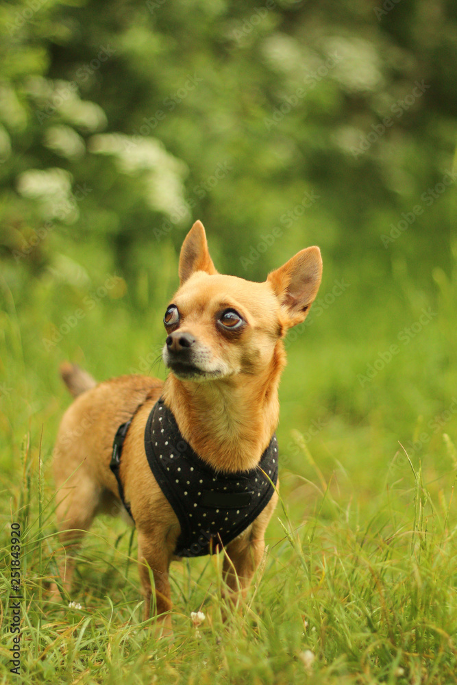 A portrait picture of the chihuahua dog during the walk in the nature.